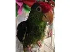 Adopt Pauley a Parrot (Other)