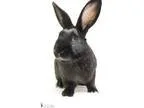 Adopt Osiris a Bunny Rabbit Bunny Rabbit