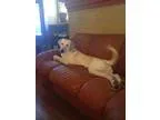 Adopt Jake a Labrador Retriever