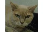 Adopt Cinnamon a Tan or Fawn Tabby Domestic Shorthair (short coa