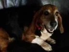 Adopt Tiffany a Basset Hound