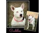 Adopt Cuddles a Pit Bull Terrier