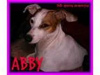 Adopt ABBY - (NS Canada) a Jack Russell Terrier Terrier