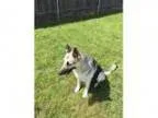 Adopt Jayden a German Shepherd Dog