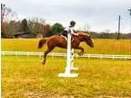 Welsh cross pony for sale