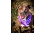 Adopt Adelle a Pit Bull Terrier