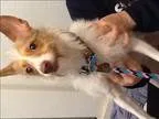 Adopt Roxy a Jack Russell Terrier