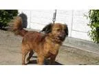 Adopt NICOLAI a RedGoldenOrangeCh estnut - with Black Dachshund 