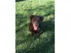 Adopt Battersby - Adoption Pending a Chocolate Labrador Retrieve