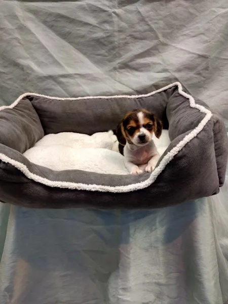 Designer puppies