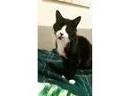 Adopt Oreo a Black and White or Tuxedo Domestic Shorthair  Mixed
