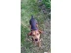 Adopt Annabelle a Hound