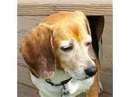 Adopt Fergie a Beagle