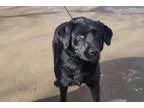 Adopt Breya a Black Labrador Retriever  Mixed dog in St Paul MN 