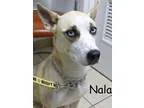 Adopt Nala a TanYellowFawn - with White Husky  Mixed dog in Parm