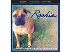 Adopt Rookie a Rhodesian Ridgeback