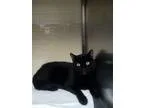 Adopt Archimedes a All Black Bombay (short coat) cat in New York