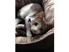 Adopt Melody Kitten NK a Domestic Short Hair