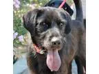Adopt Randy a Black Labrador Retriever  Mixed dog in Phoenix AZ 