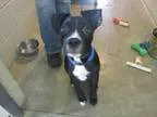 Adopt Benjaman a Boxer Labrador Retriever