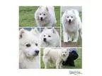 Adopt Hayden a White Eskimo Dog  Mixed dog in Batavia OH (152915
