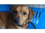 Adopt Burt - shy but sweet mini golden boy needs some TLC(WA) a 