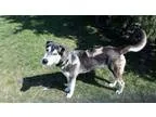 Adopt Blue a Siberian Husky Husky