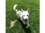 Adopt Valerie a Husky