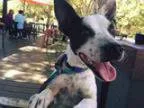 Adopt Faith a Cattle Dog Australian Cattle Dog (Blue Heeler)