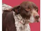 Adopt Annie a German Shorthaired Pointer  Mixed dog in Wichita K