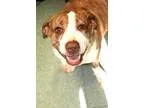 Adopt Dixie a Bull Terrier
