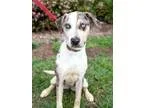 Adopt Faith a Cattle Dog Australian Cattle Dog (Blue Heeler)