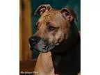Bully kutta puppies