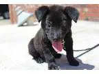 Adopt Cabby a Black Labrador Retriever  Mixed dog in SOUTHINGTON