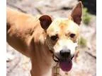Adopt Mason a TanYellowFawn Labrador Retriever  Boxer  Mixed dog