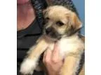 Adopt Rascal a TanYellowFawn - with White Pug  Mixed dog in Stra