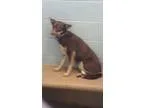 Adopt Lucy a Cattle Dog  Mixed dog in Canon City CO (15257995)