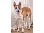Adopt Millie a Australian Cattle Dog (Blue Heeler)