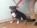 Adopt RENO a German Shepherd Dog  Mixed dog in Tulsa OK (1518198