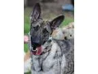 Adopt YOKO a German Shepherd Dog