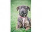 Adopt Bee - ADOPTED a Plott Hound