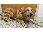 Adopt Duke a Golden Retriever