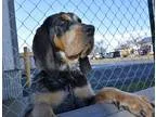 Adopt Dolly a Tricolor (TanBrown and Black and White) Pointer  H
