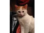 Adopt George a Orange or Red (Mostly) Domestic Shorthair  Mixed 