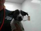 Adopt GEROMINO a Australian Cattle Dog  Mixed dog in Tulsa OK (1