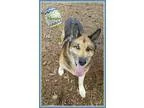 Adopt Monster a German Shepherd Dog