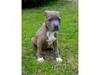 Adopt Arya - adoption pending a Pit Bull Terrier