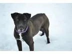 Adopt Wren a Labrador Retriever Rottweiler