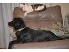 Adopt Champ a German Shepherd Dog Labrador Retriever