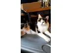 Adopt Sweet Pea-Very Friendly Calico a Calico or Dilute Calico C